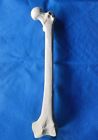 1130 Sawbones Anatomical Left Femur Model Cm Length Part