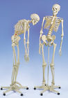 A15 Scientific New Anatomical Flexible Skeleton Fred 700358305672