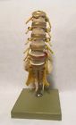 Qs64 Somso Lumbar Vertebral Column Anatomical Model Anatomy