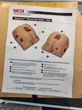 0910 Seymour Ii Wound Care Model