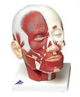 Vb127 Scientific Head Musculature Anatomical Model Anatomy