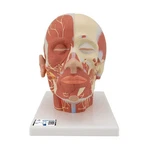 3B Scientific VB129 Human Head Musculature Model With Nerves Anatomical. Fixed Price $199.00.