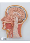 3B Scientific C12 Median Section Of The Head And Brain Anatomical Model Anatomy. Fixed Price $109.00.
