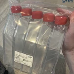 New Greiner Bio-one 660175, Flask Culture, 550ML, Cellstar Tc Flat Exp 2029. Fixed Price $175.00.