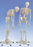 New 3B Scientific Anatomical Flexible Skeleton Fred A15. Fixed Price $1139.00.