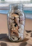 Seashell Collection Variety In Ball Jar Bail No Top. Fixed Price $45.00.