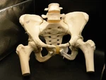 New 3B Scientific Gmbh Anatomical Female Pelvis Model With Moveable Femur Heads. Fixed Price $99.00.
