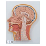 3B Scientific C12 Median Section Of The Head And Brain Anatomical Model Anatomy. Fixed Price $89.95.