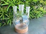 Pyrex 1000ML 3-VERTICAL Neck Round Bottom Flask 34/45 Center, 24/40 Sides. Fixed Price $25.00.