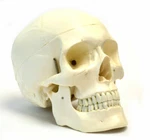 Hbarsci Human Adult Skull Anatomical Model, 3 Part. Fixed Price $39.00.