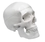 Hbarsci Human Skull Model - Medical Quality 3 Parts With Removable Calvaria.... Fixed Price $52.99.