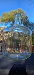 Massive Pyrex 1595-12 Carboy Shaped Solution Bottle Clear Glass 45.5 Gal. Fixed Price $479.00.
