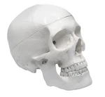 Human Adult Skull Anatomical Model, 3 Part - Eisco Labs. Fixed Price $44.99.